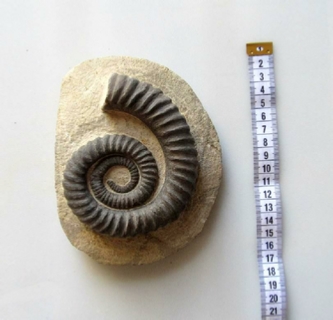 Selling Fossils Ammonites Morocco