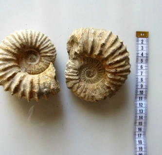 Selling Fossils Ammonites Morocco