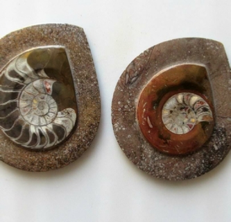 Selling Fossils Ammonites Morocco