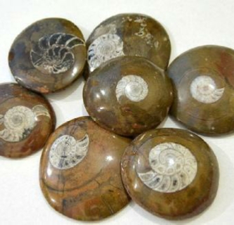 Selling Fossils Ammonites Morocco