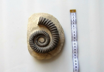 Ammonite fossil selling