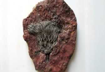 Equinoderms Fossils