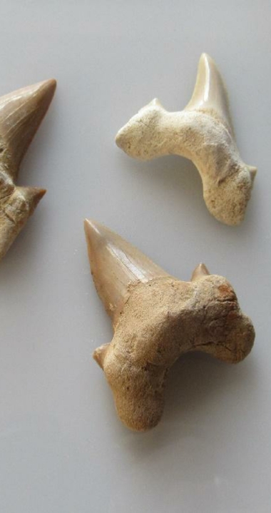 Shark Teeth Fossils