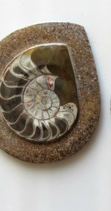 Selling Fossils Ammonites