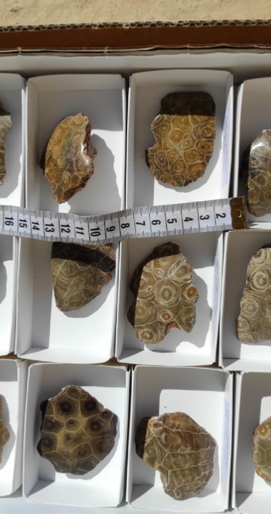 Baby Fossils For Kids