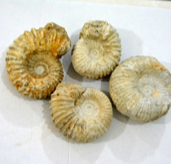 Selling Fossils Morocco