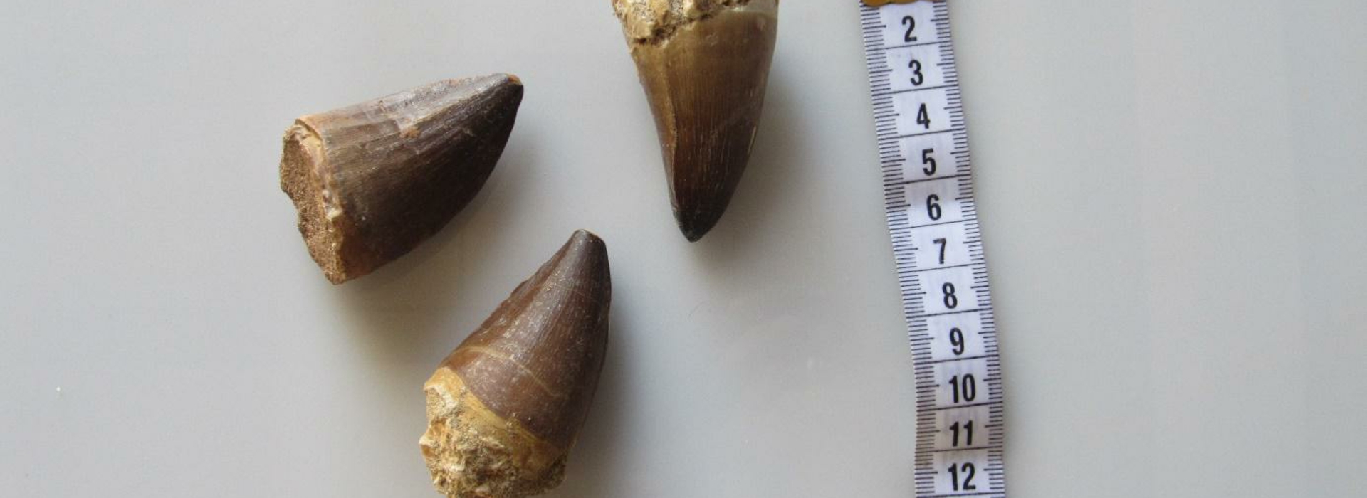 Shark Teeth Fossils