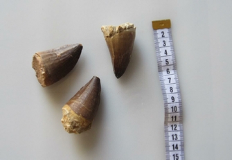 Shark Teeth Fossils