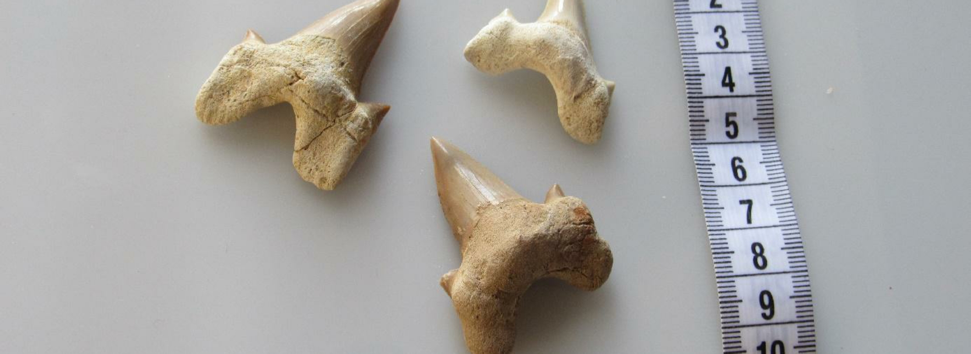 Shark Teeth Fossils