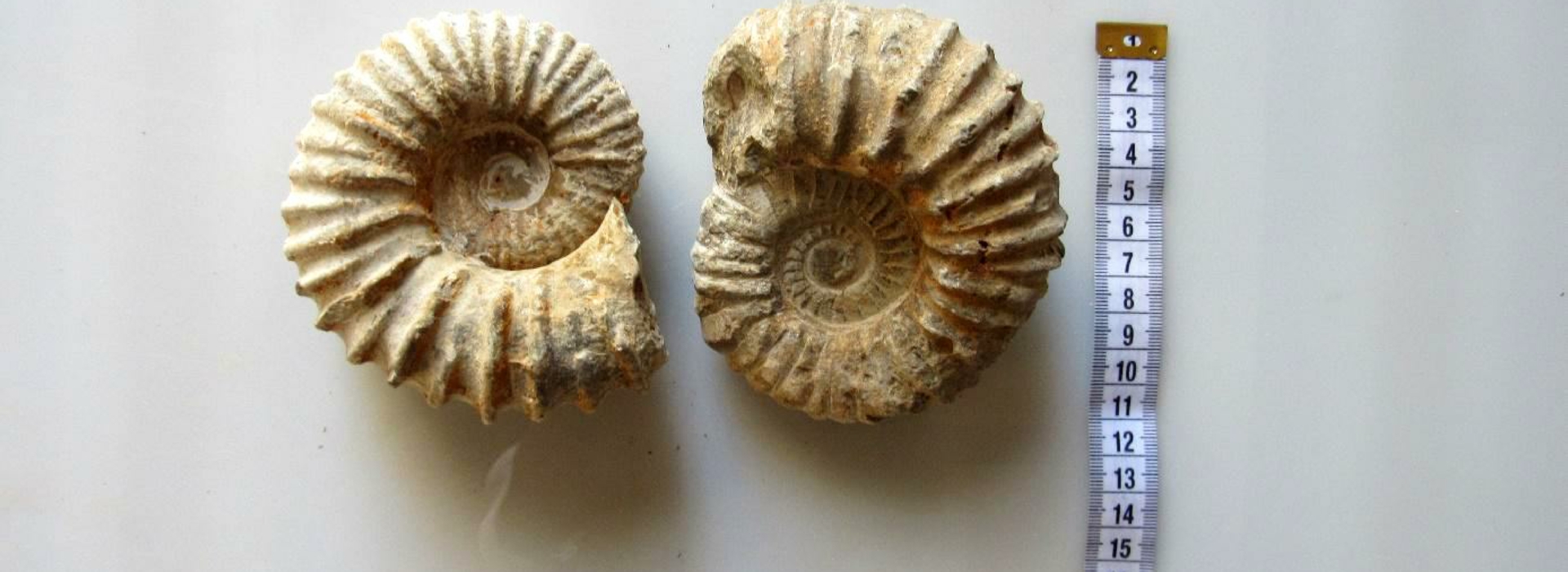 Selling Fossils Ammonites