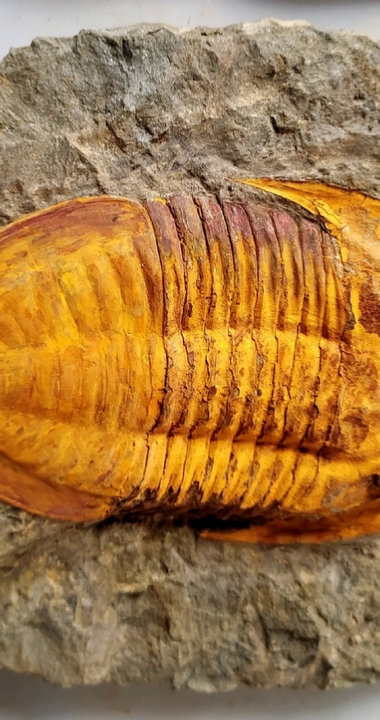 Wholesale Fossils Morocco