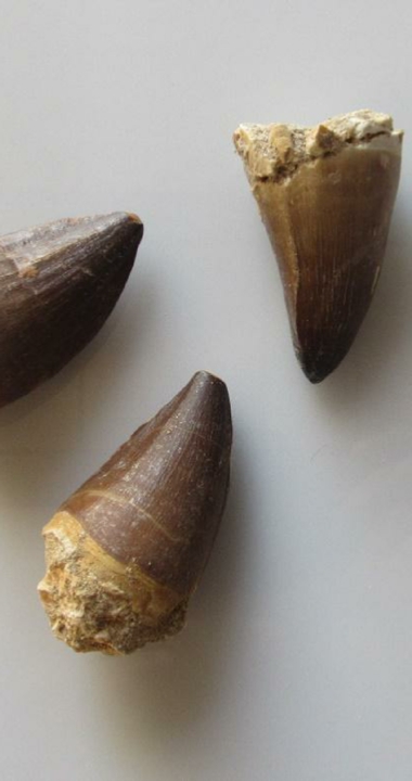 Shark Teeth Fossils