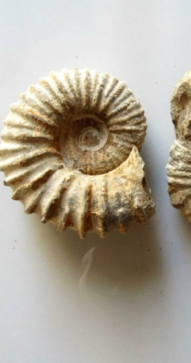 Selling Fossils Ammonites