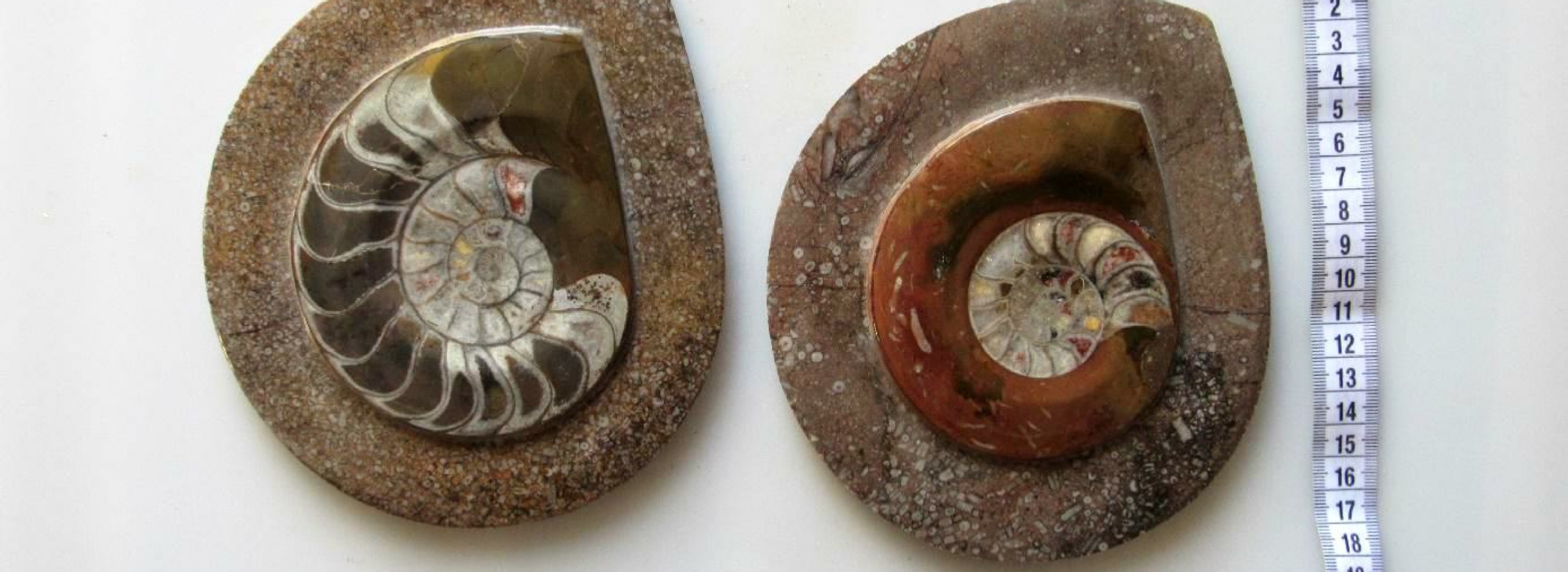 Selling Fossils Ammonites