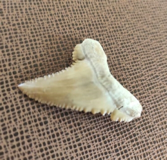 Shark teeth from Morocco